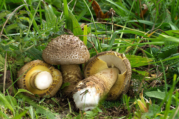 muchotrávka olivovohnedastá Amanita franchetii (Boud.) Fayod