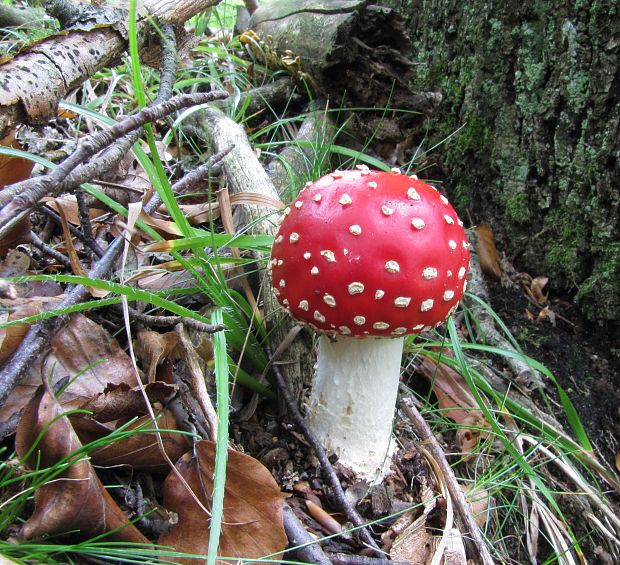 muchotrávka červená Amanita muscaria (L.) Lam.