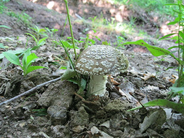 muchotrávka tigrovaná Amanita pantherina (DC.) Krombh.