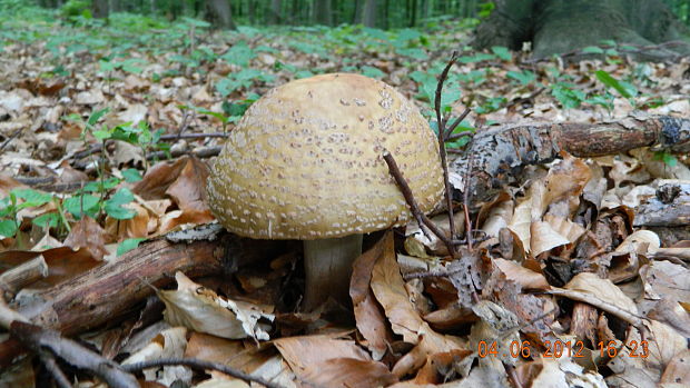 muchotrávka červenkastá Amanita rubescens Pers.