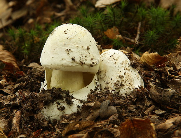 muchotrávka Amanita sp.