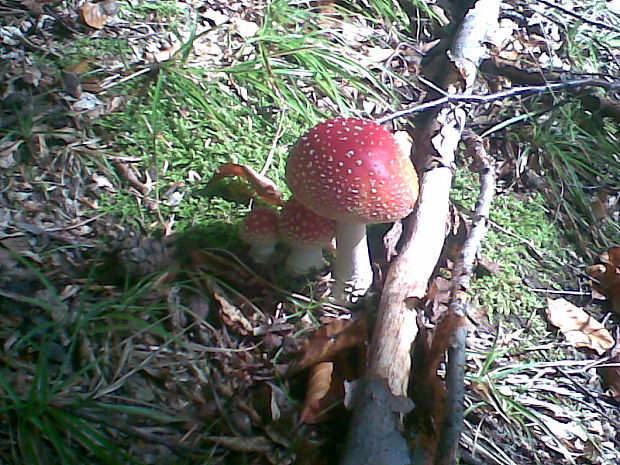 muchotrávka Amanita sp.