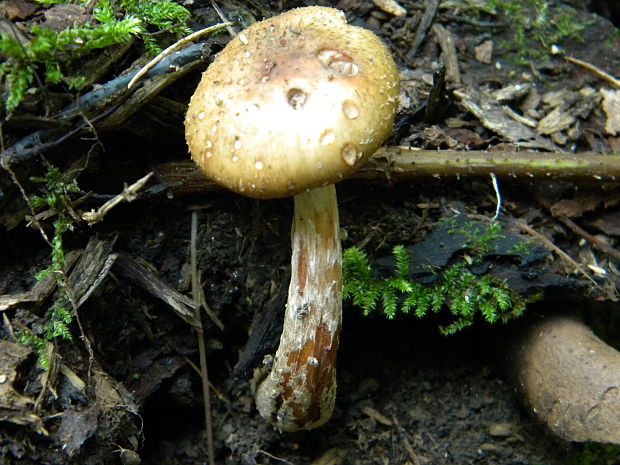 podpňovka obyčajná Armillaria mellea (Vahl) P. Kumm.