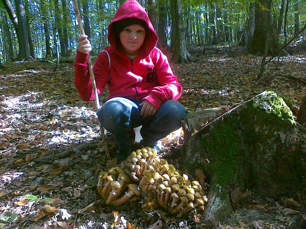 podpňovka Armillaria sp.