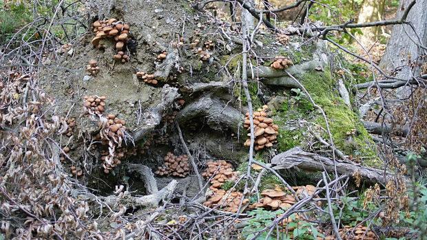 podpňovka Armillaria sp.