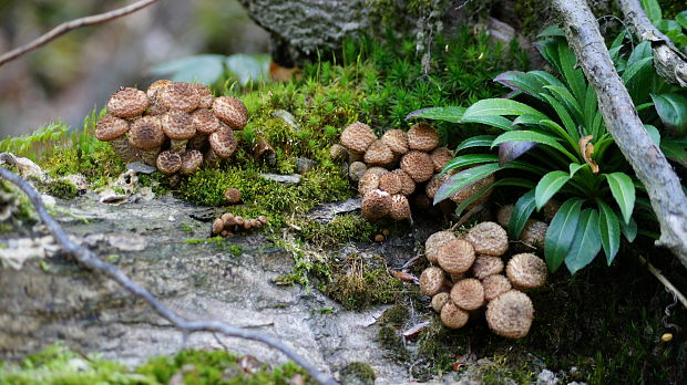 podpňovka Armillaria sp.