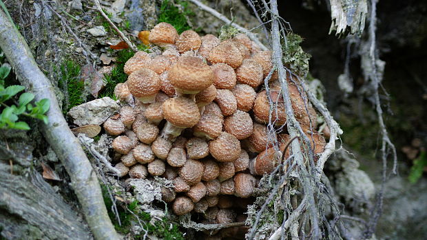 podpňovka Armillaria sp.