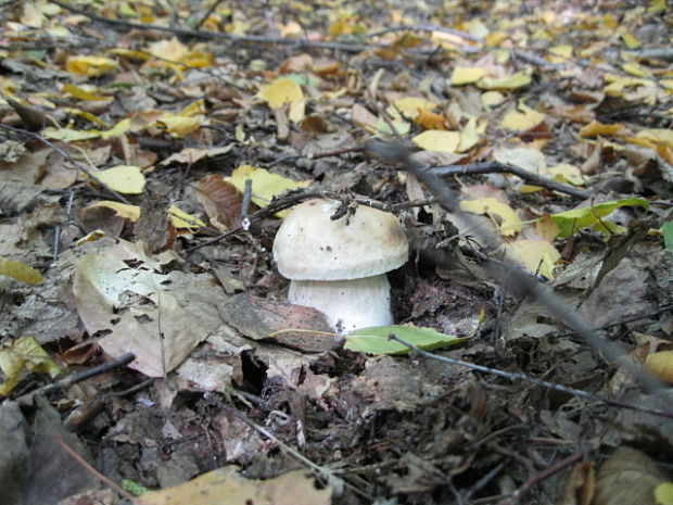 hríb smrekový Boletus edulis Bull.