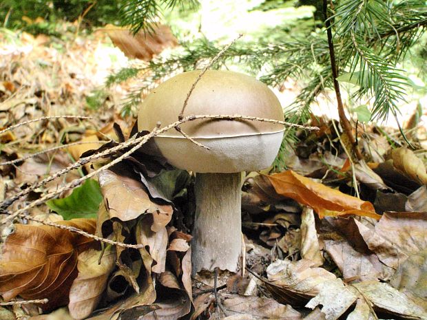 hríb smrekový Boletus edulis Bull.