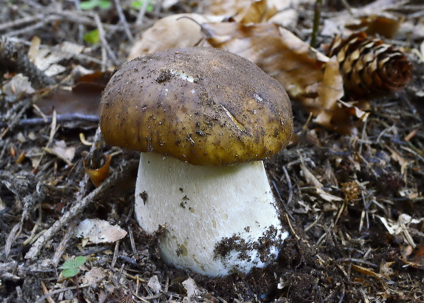 hríb smrekový Boletus edulis Bull.