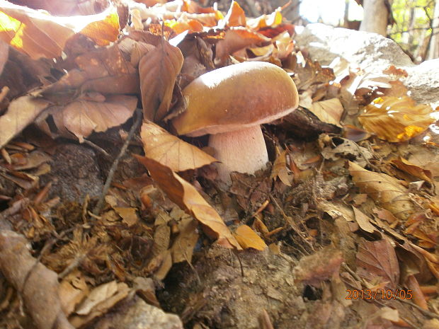 hríb smrekový Boletus edulis Bull.