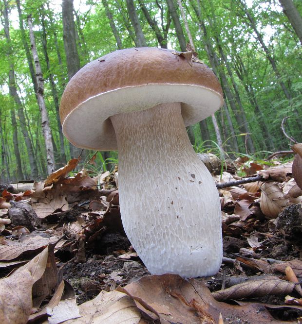 hríb smrekový Boletus edulis Bull.