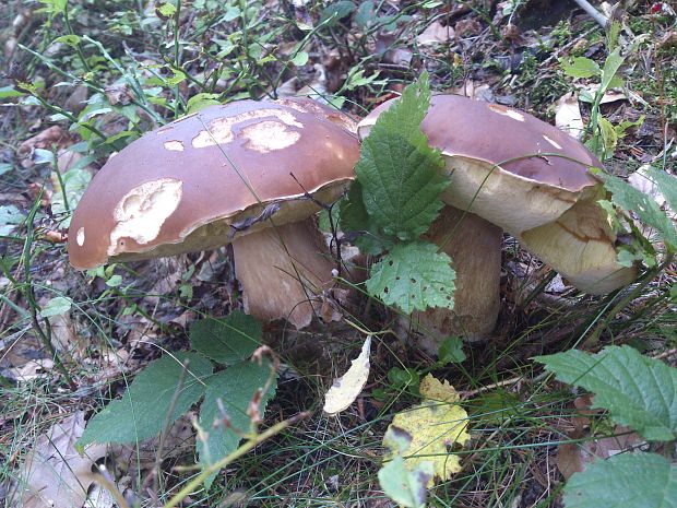 hríb smrekový Boletus edulis Bull.