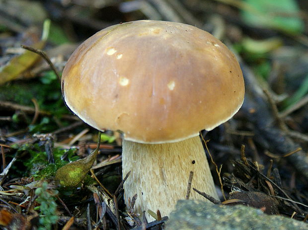 hríb smrekový Boletus edulis Bull.