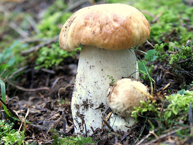 hríb smrekový Boletus edulis Bull.