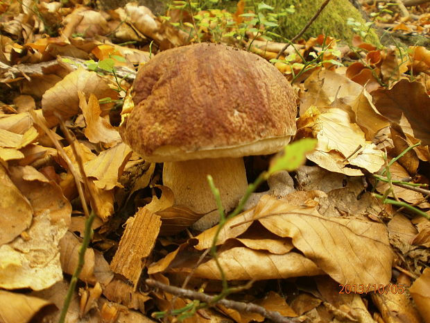 hríb sosnový Boletus pinophilus Pil. et Dermek in Pil.