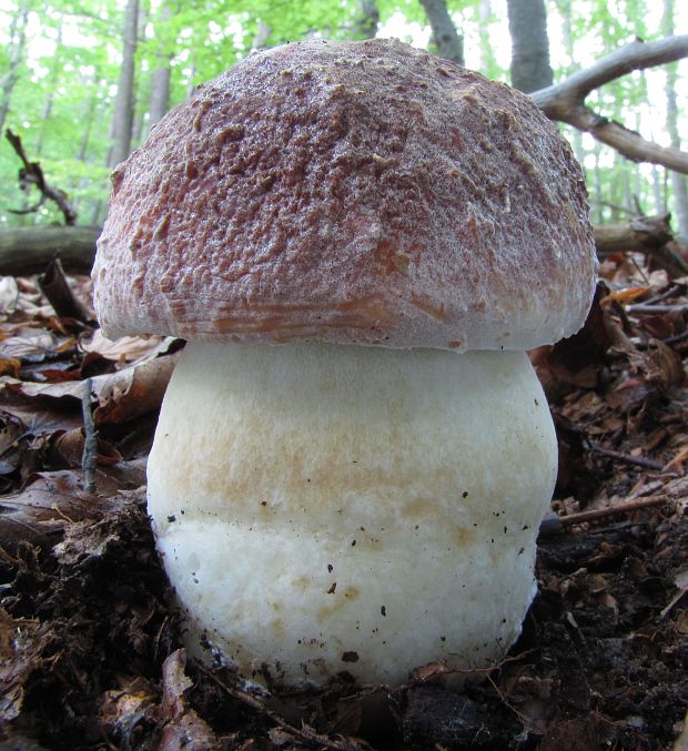 hríb sosnový Boletus pinophilus Pil. et Dermek in Pil.