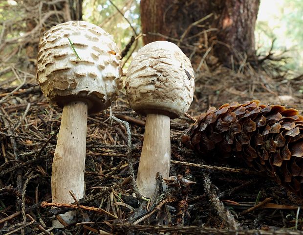 bedľa červenejúca Chlorophyllum rachodes (Vittad.) Vellinga