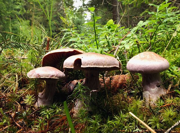 pavučinovec smradľavý Cortinarius traganus (Fr.) Fr.