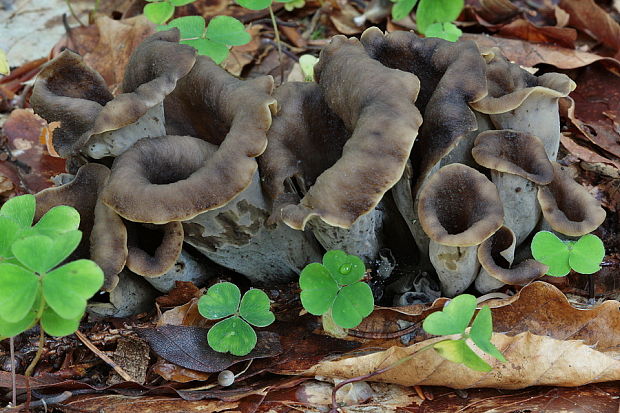 lievik trúbkovitý Craterellus cornucopioides (L.) Pers.