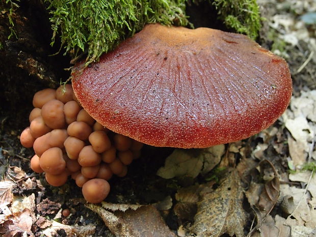 pečeňovec dubový Fistulina hepatica (Schaeff.) With.