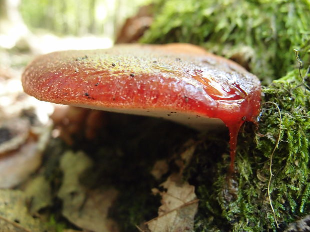 pečeňovec dubový Fistulina hepatica (Schaeff.) With.