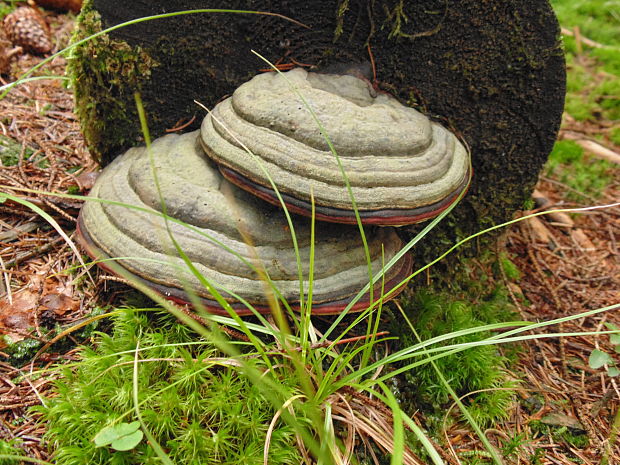 práchnovec kopytovitý Fomes fomentarius (L.) J.J. Kickx