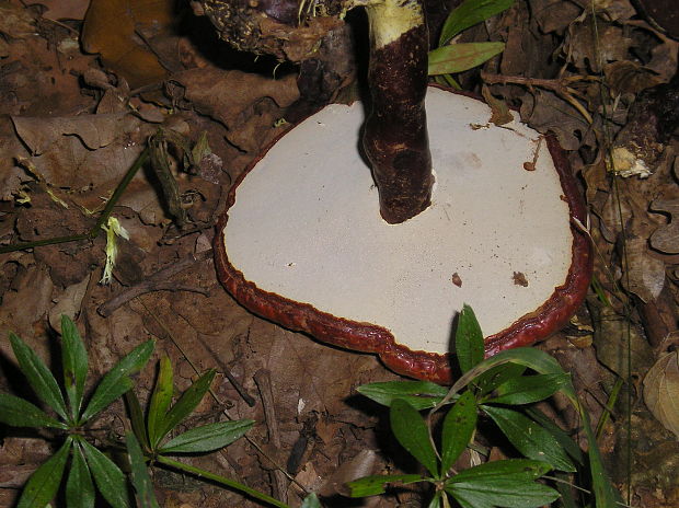 lesklokôrovka obyčajná Ganoderma lucidum (Curtis) P. Karst.