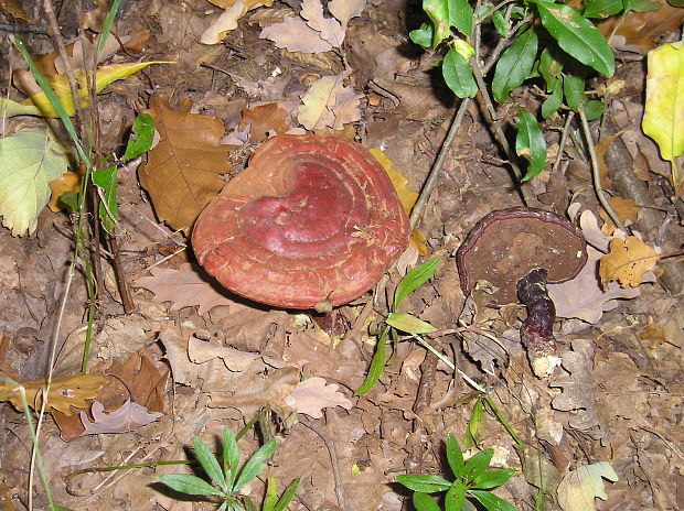 lesklokôrovka obyčajná Ganoderma lucidum (Curtis) P. Karst.