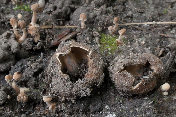 hrobnička ? Geopora sp.