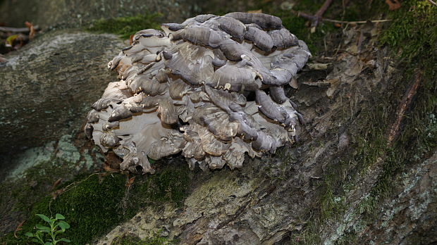 trsovnica lupeňovitá Grifola frondosa (Dicks.) Gray