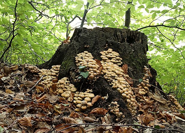 strapcovka zväzkovitá Hypholoma fasciculare (Huds.) P. Kumm.