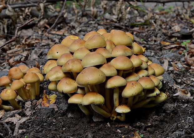 strapcovka zväzkovitá Hypholoma fasciculare (Huds.) P. Kumm.