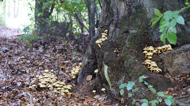 strapcovka Hypholoma sp.