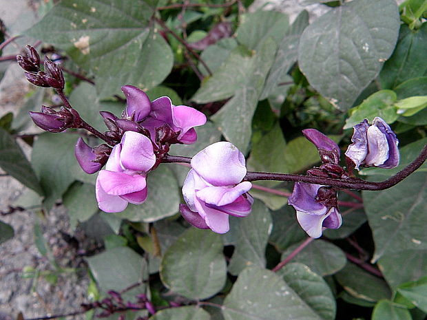 Lablab obyčajný Lablab purpureus