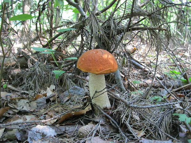 kozák osikový Leccinum albostipitatum den Bakker & Noordel.