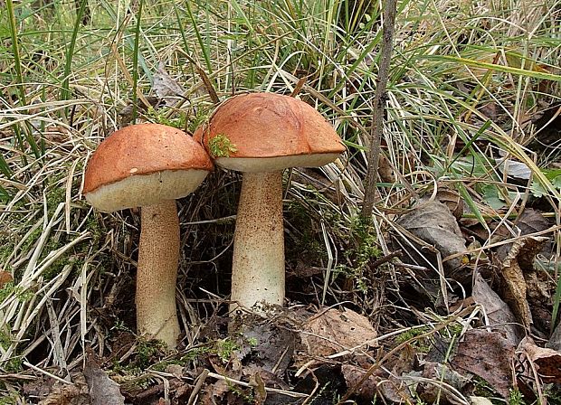 kozák dubový Leccinum aurantiacum (Bull.) Gray