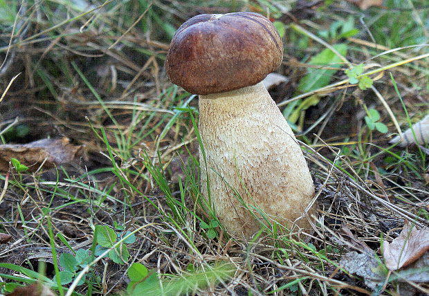 kozák dubový Leccinum aurantiacum (Bull.) Gray