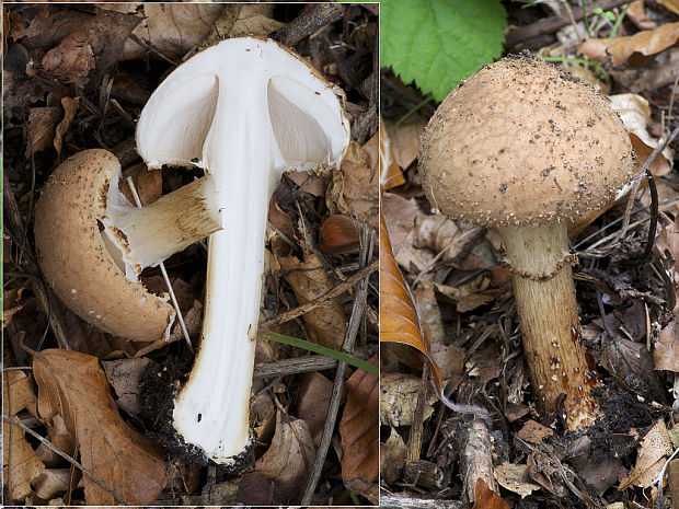 bedlička pavučinovcovitá Lepiota cortinarius var. cortinarius J. E. Lange