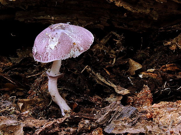 bedlica ružová Leucoagaricus ionidicolor Bellù & Lanzoni