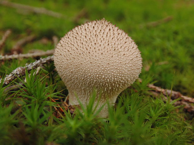 prášnica bradavičnatá Lycoperdon perlatum Pers.