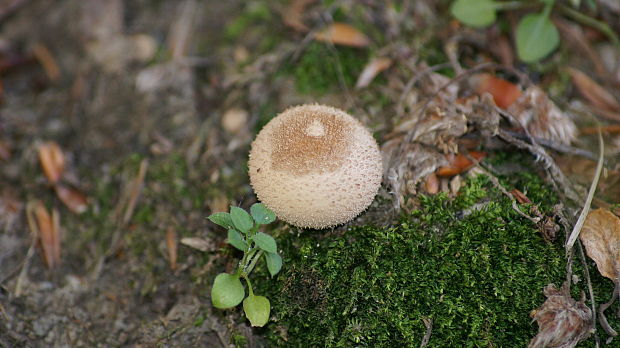 prášnica Lycoperdon sp.