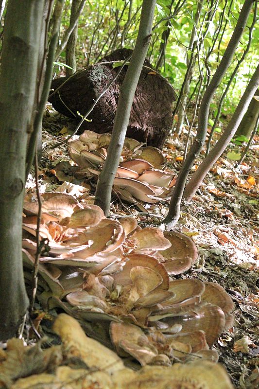 vejárovec obrovský Meripilus giganteus (Pers.) P. Karst.