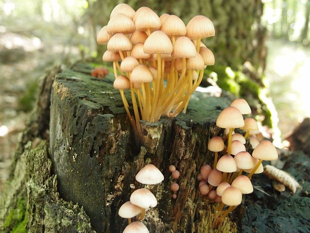 prilbička žltohlúbiková Mycena renati Quél.