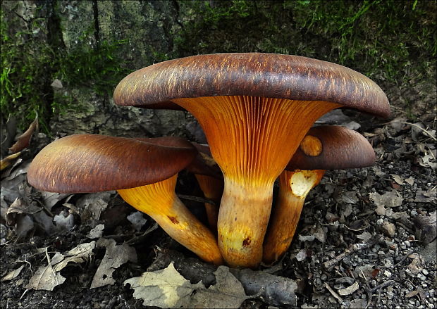 kališník hnedooranžový Omphalotus olearius (DC.) Singer