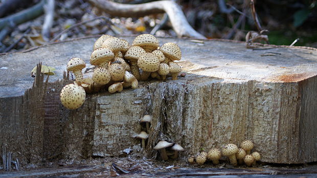 šupinovka Pholiota sp.