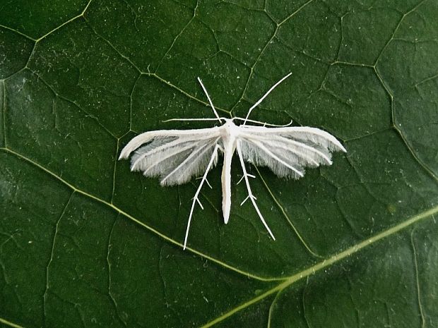 pierkavec povojový Pterophorus pentadactyla