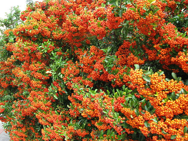 hlohyňa šarlátová Pyracantha coccinea M. Roem.