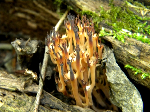 strapačka ? Ramaria sp.