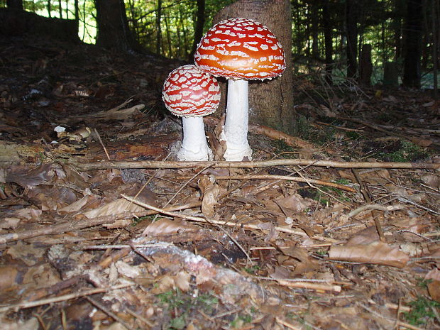 muchotrávka červená Amanita muscaria (L.) Lam.